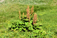 Alpenzuring; Monk's rhubarb; Rumex alpinus