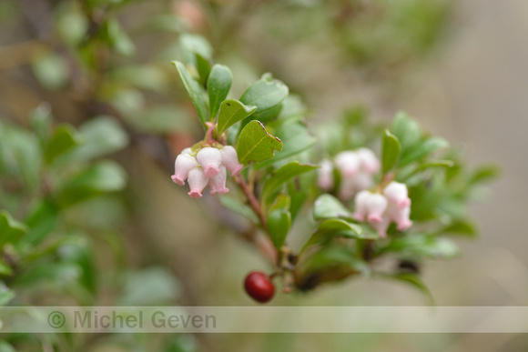 Berendruif; Bearberry; Arctostaphylos uva-ursi