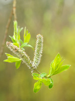 Grauwe Wilg -  Salix cinerea - Grey Willow