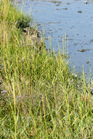 Klein Slijkgras; Small Cordgrass; Spartina maritima