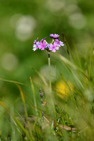 Melige Sleutelbloem; BirdÕs-Eye Primrose; Primula farinosa