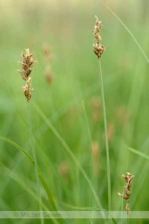 Tweerijige zegge; Brown sedge; Carex disticha
