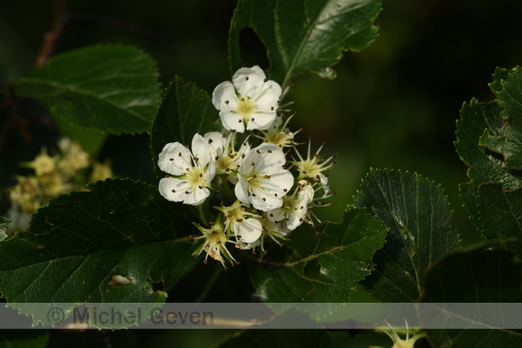 Hanendoorn; Cockspurthorn; Crataegus crus-galii