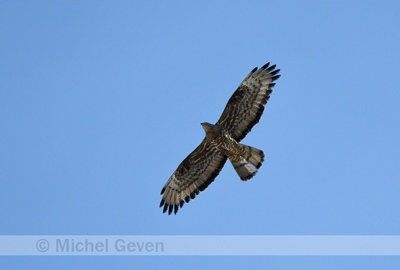 Wespendief; European Honey Buzzard; Pernis apivorus