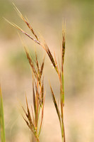 Thatching grass; Hyparrhenia hirta
