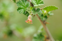 Kruisbes - European Gooseberry -  Ribes uva-crispa