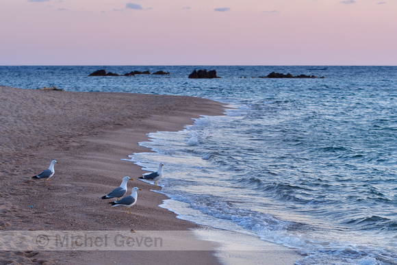 Geelpootmeeuw; Yellow-legged Gull; Larus michahellis