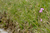 Melige Sleutelbloem; Bird-eye Primrose; Primula farinosa;