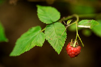 Framboos - Red Raspberry - Rubus idaeus