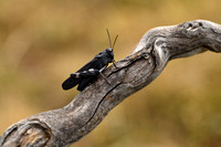 Klappersprinkhaan; Rattle Grasshopper; Psophus stridulus