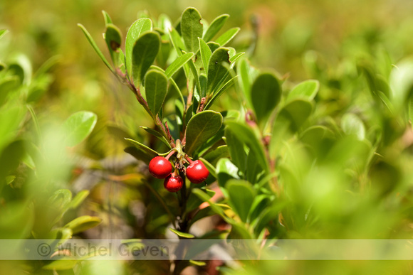 Berendruif; Bearberry; Arctostaphylos uva-ursi