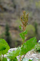 Alpenzuring; Rumex alpinus; Munk's Rhubarb