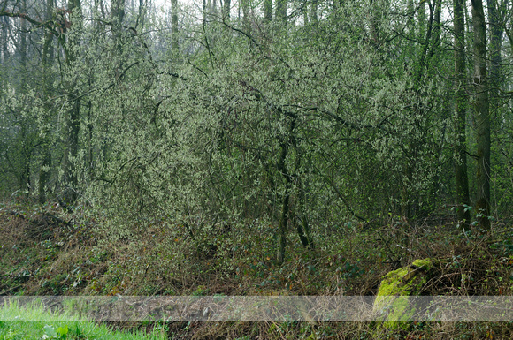 Grauwe Wilg; Salix cinerea; Grey Willow;