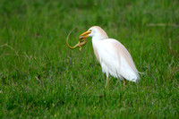 Bubulcus ibis; Cattle Egret; Koereiger
