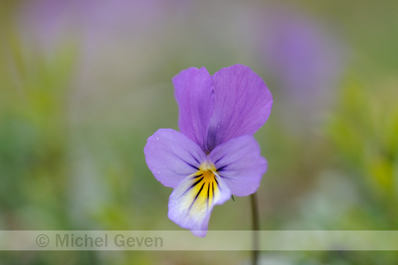 Duinviooltje; Dune pansy; Viola curtisii