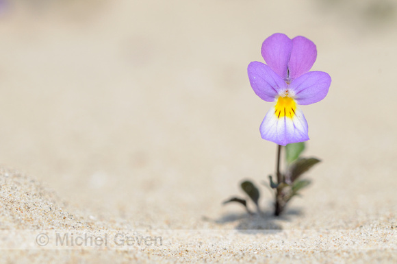 Duinviooltje; Dune pansy; Viola curtisii