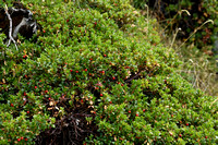 Berendruif; Bearberry; Arctostaphylos uva-ursi