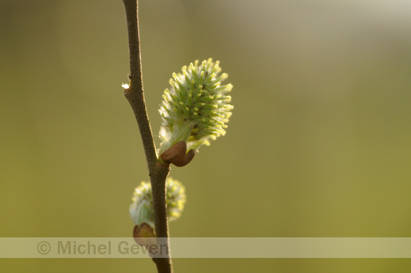 Grauwe Wilg; Salix cinerea; Grey Willow;