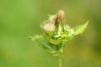 Moesdistel; Cabbage Thistle; Cirsium oleraceum