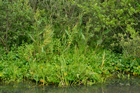 Slangenwortel - Bog Arum - Calla palustris