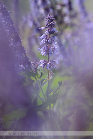 Kranssalie; Purple Rain; Salvia verticillata