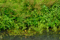 Slangenwortel; Bog Arum; Calla palustris