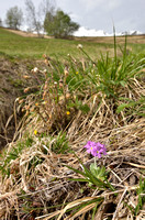 Melige Sleutelbloem; Bird-eye Primrose; Primula farinosa;