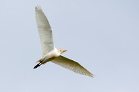 Koereiger; Cattle Egret; Bubulcus ibis