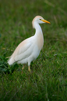 Cattle Egret; Koereiger; Bubulcus ibis