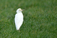 Koereiger; Cattle Egret; Bubulcus ibis