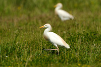 Bubulcus ibis; Koereiger; Cattle Egret