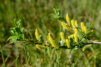 Laurierwilg - Bay Willow - Salix pentandra