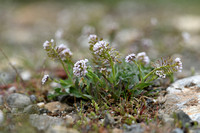 Bosboerenkers; Alpine Pennycress; Thlaspi caerulescens