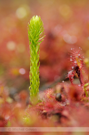 Moeraswolfsklauw; Marsh CLubmoss; Lycopodiella inundata;