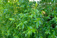 Laurierwilg; Bay Willow; Salix pentandra