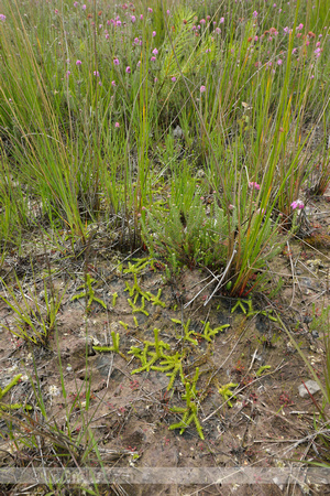 Moeraswolfsklauw; Marsh clubmoss; Lycopodiella inundata