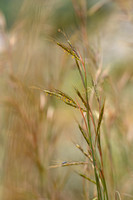 Comon thatching grass; Hyparrhenia hirta