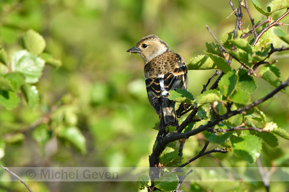 Keep; Brambling; Fringilla montifringilla