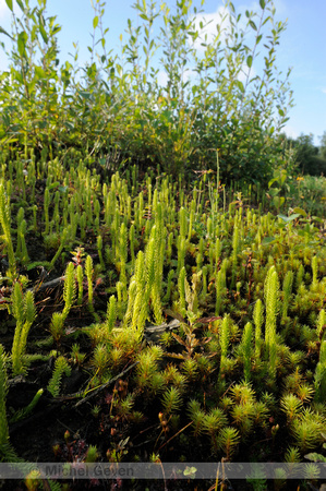 Moeraswolfsklauw;Marsh Clubmoss;Lycopodiella inundata