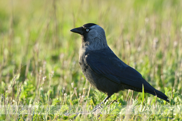 Kauw; Jackdaw; Coloeus monedula