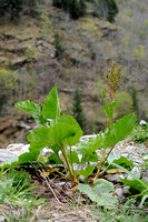 Alpenzuring; Rumex alpinus; Munk's Rhubarb
