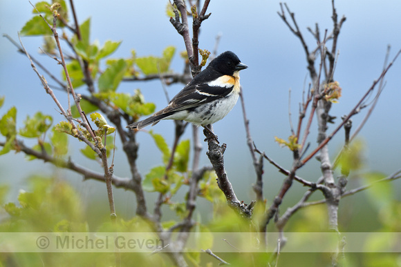 Keep; Brambling; Fringilla montifringilla