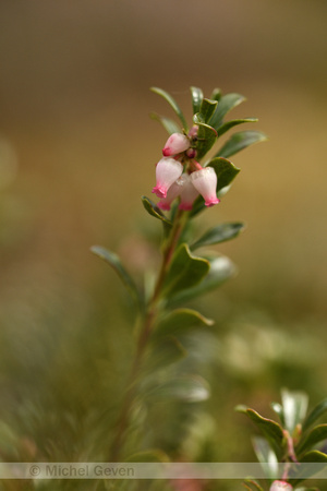 Berendruif; Bearberry; Arctostaphylos uva-ursi