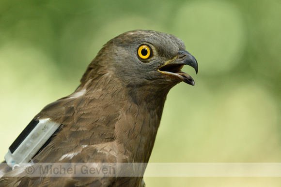 Wespendief; Honey Buzzard; Pernis apivorus