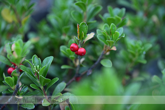 Berendruif; Bearberry; Arctostaphylos uva-ursi