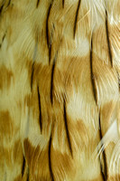 Wespendief; European Honey-buzzard; Pernis apivorus