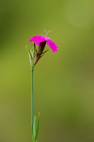 Dianthus balbisii