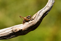 Franse Greppelsprinkhaan; French Meadow Bush-cricket; Roeseliana