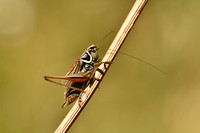 Franse Greppelsprinkhaan - French Meadow Bush-cricket - Roeseliana azami