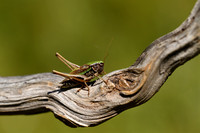 Franse Greppelsprinkhaan; French Meadow Bush-cricket; Roeseliana